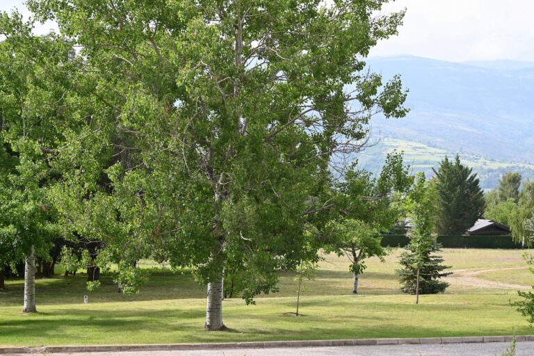 EL PLA - DETALL VISTES